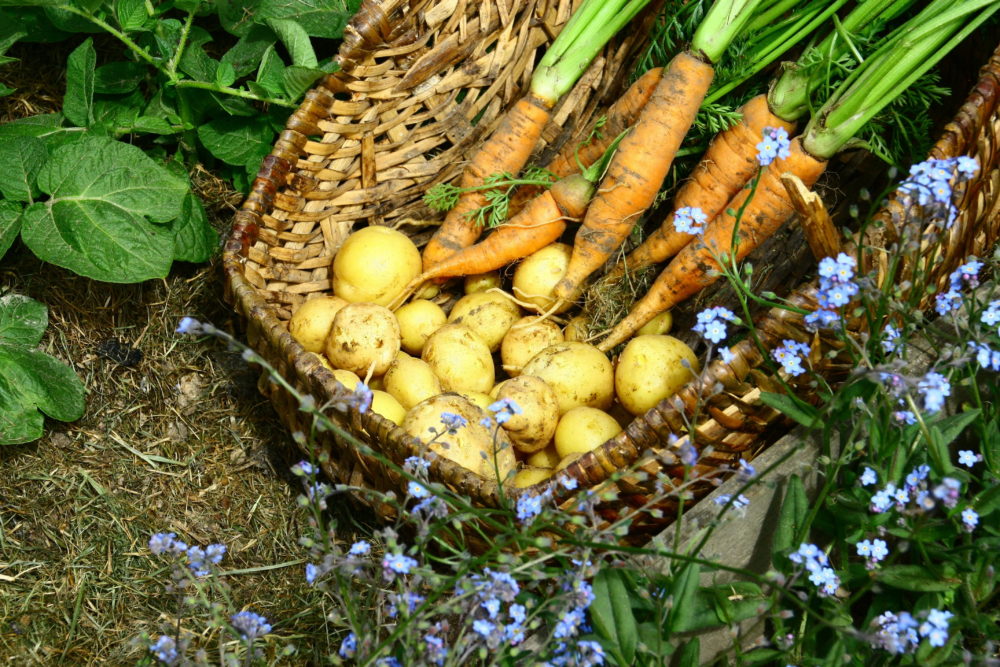 Zalety posiadania ogródka warzywnego
