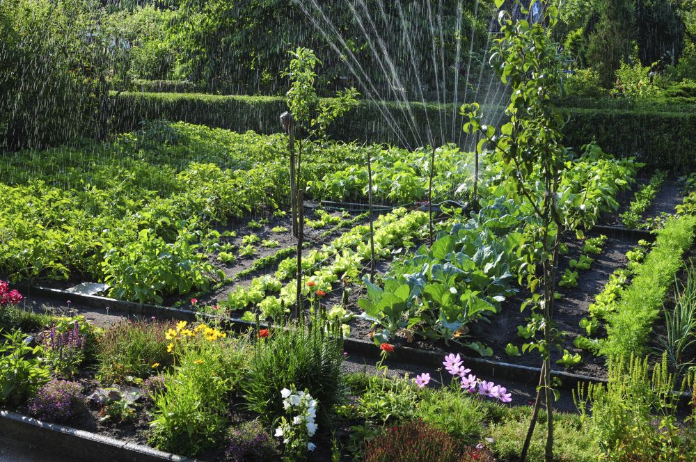 Ogród warzywny pełen obfitości: jak go urządzić?