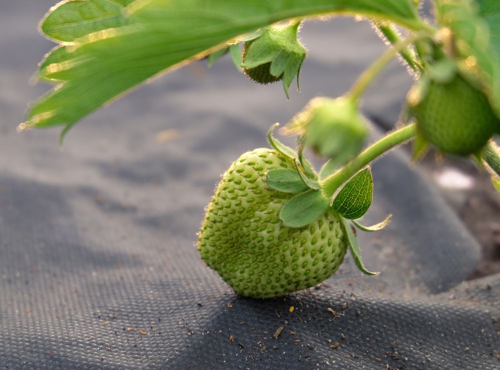 Agrotkanina: skuteczny sposób na chwasty