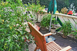 Uprawa roślin jadalnych na balkonie