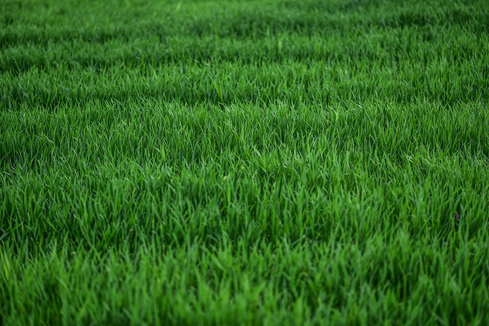 Sposoby na zielony i gęsty trawnik